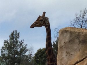 chaap_presentation_6