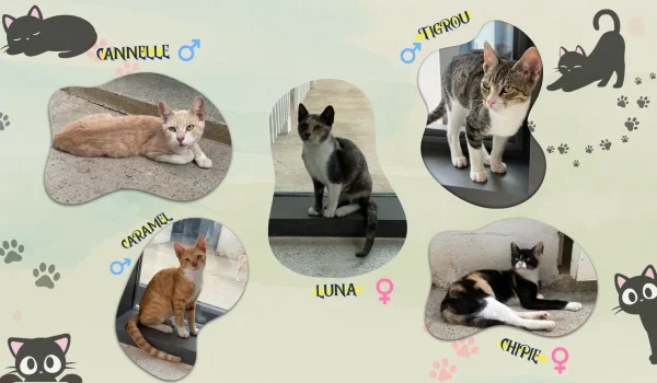 adoption_chat_mini