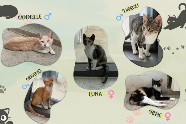 adoption_chat_mini